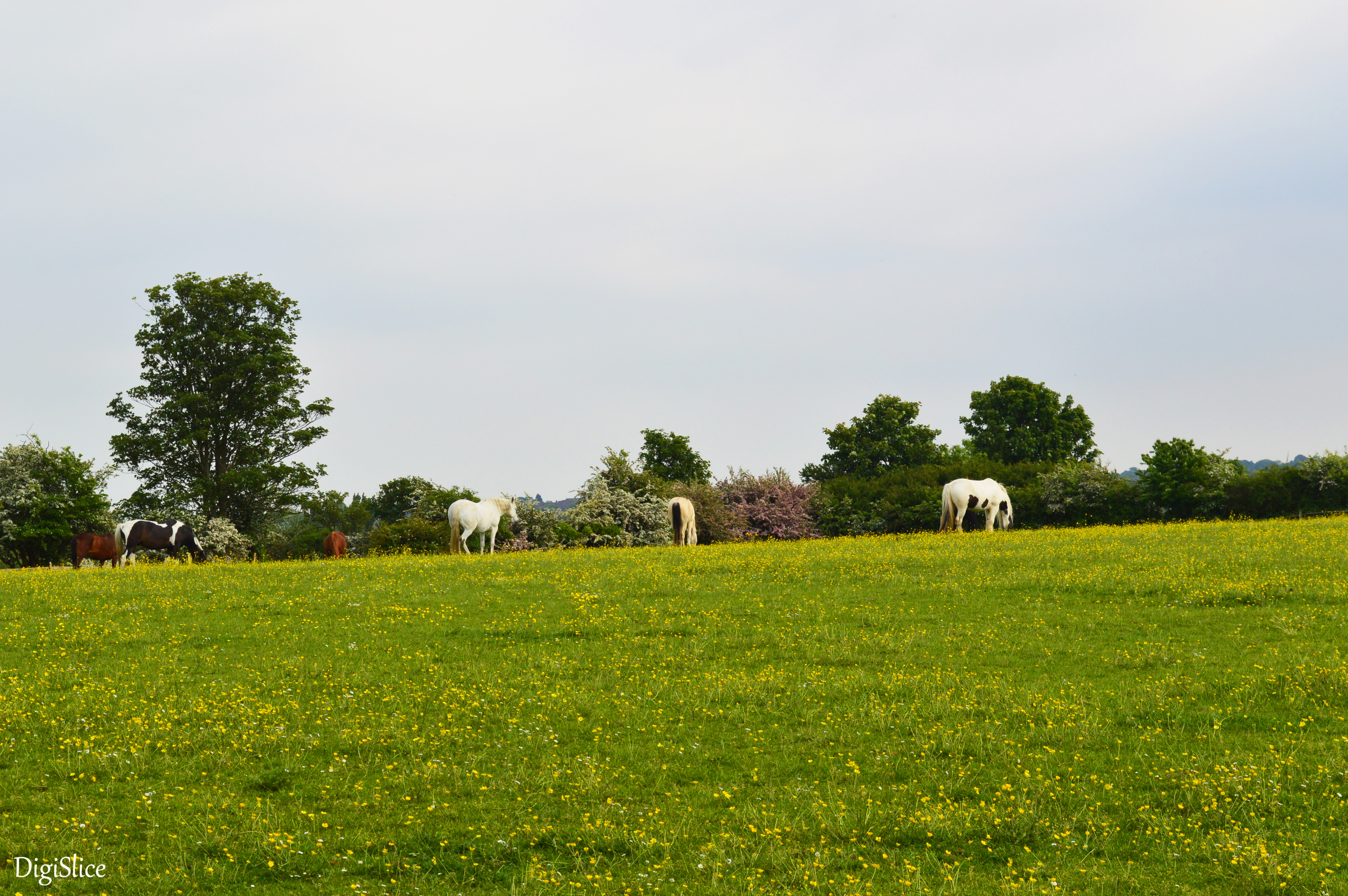 Horses in Eltham Palace's garden